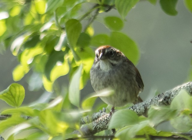 Swamp Sparrow - ML32781001