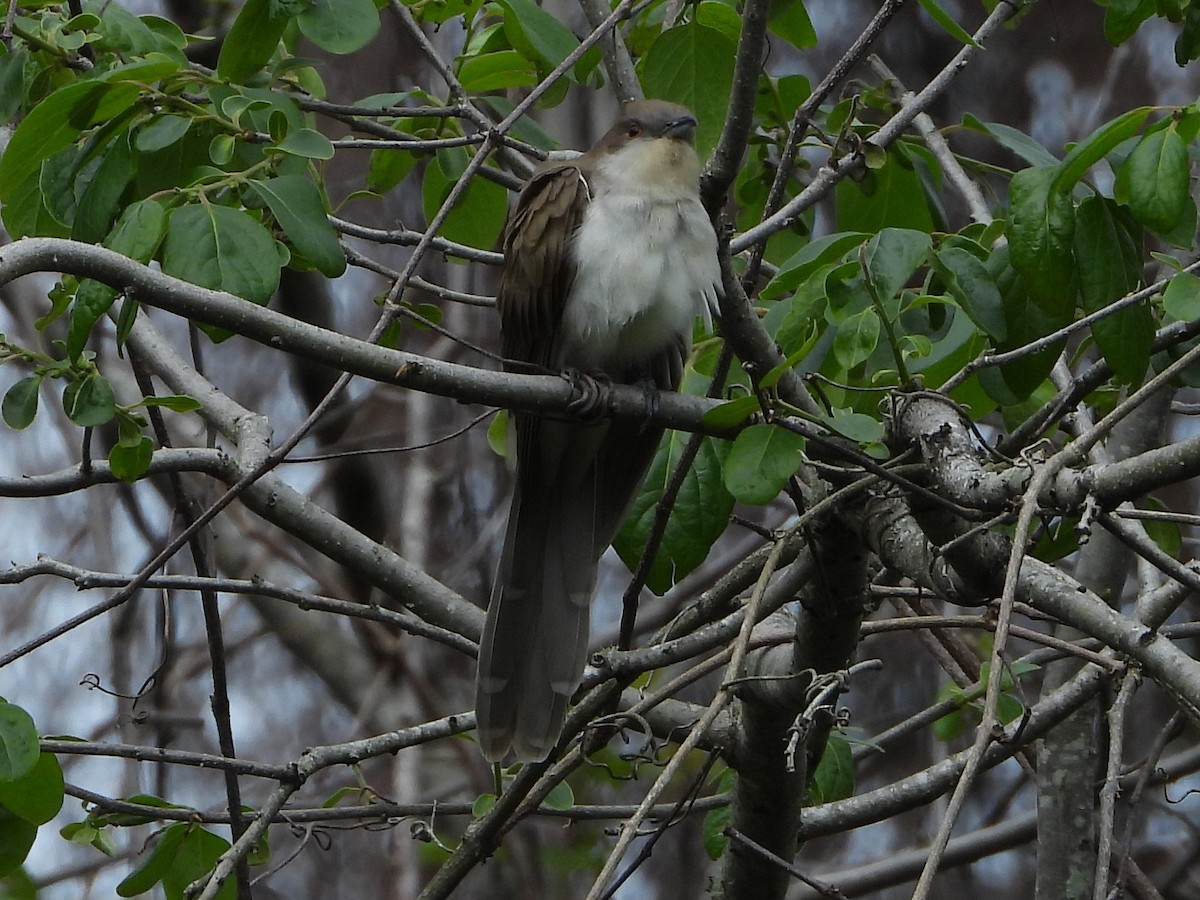 Black-billed Cuckoo - Anonymous