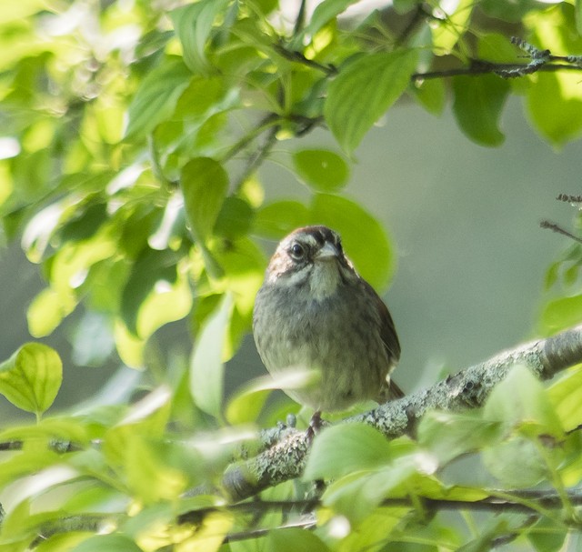 Swamp Sparrow - ML32781011