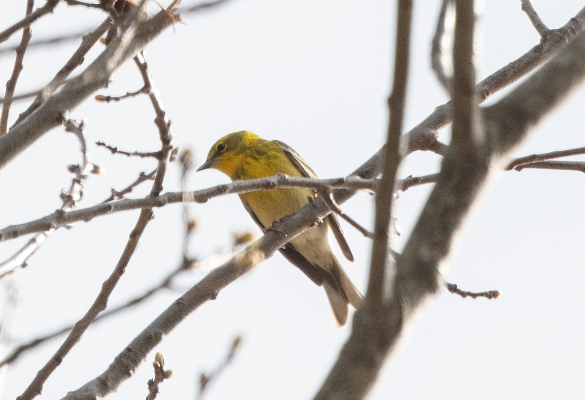 Pine Warbler - Kalpesh Krishna