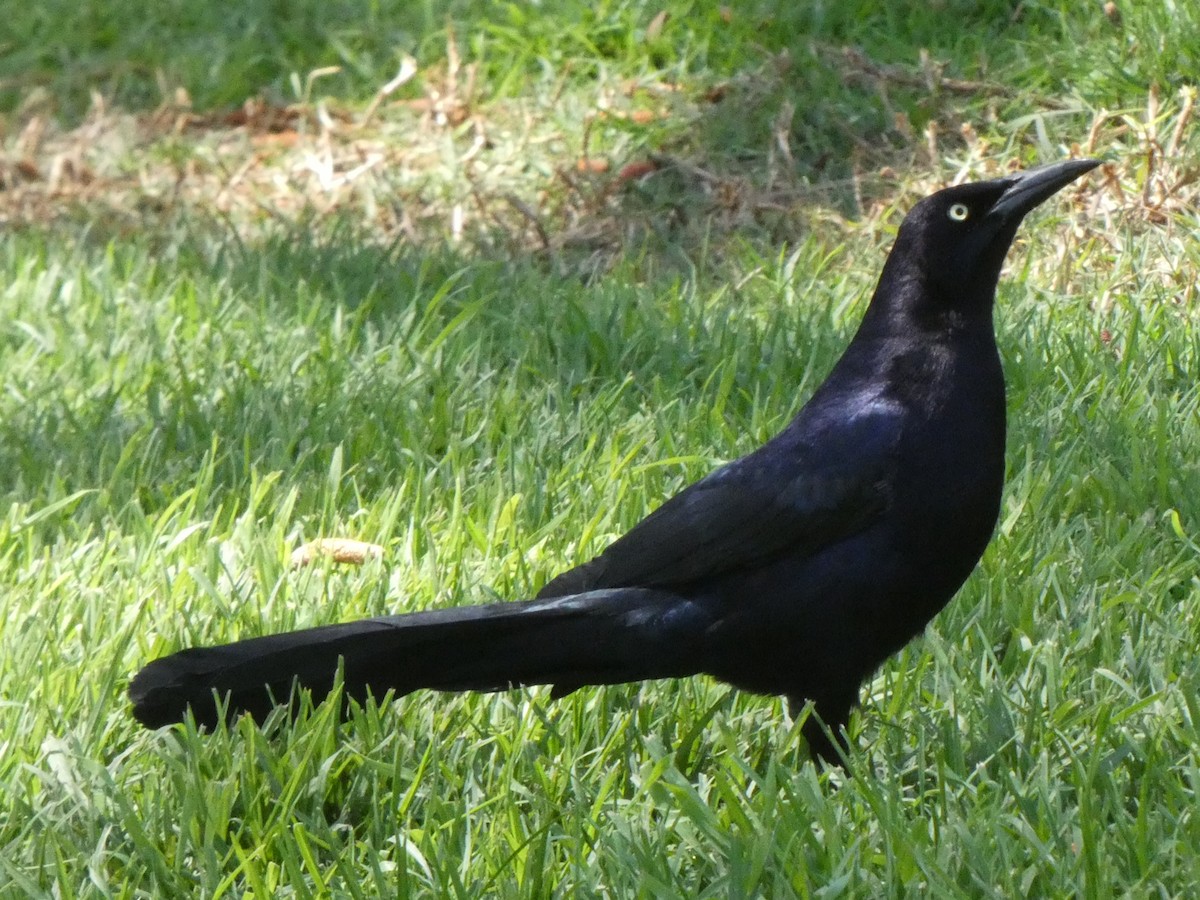 Great-tailed Grackle - ML327810921