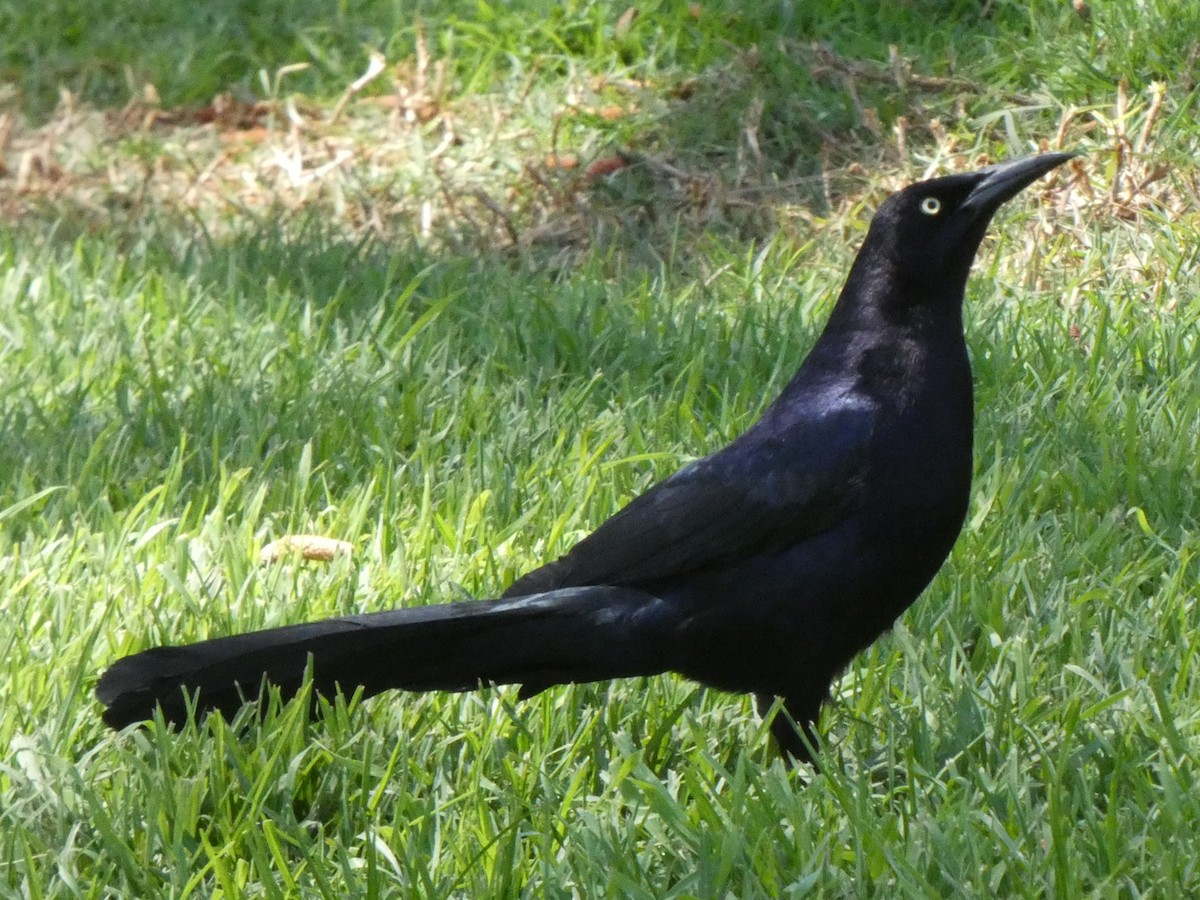 Great-tailed Grackle - ML327810931