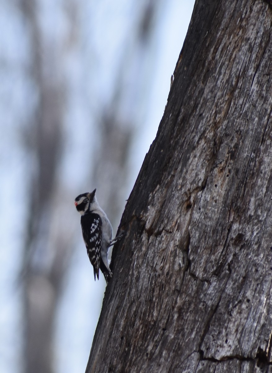 Downy Woodpecker - ML327811421