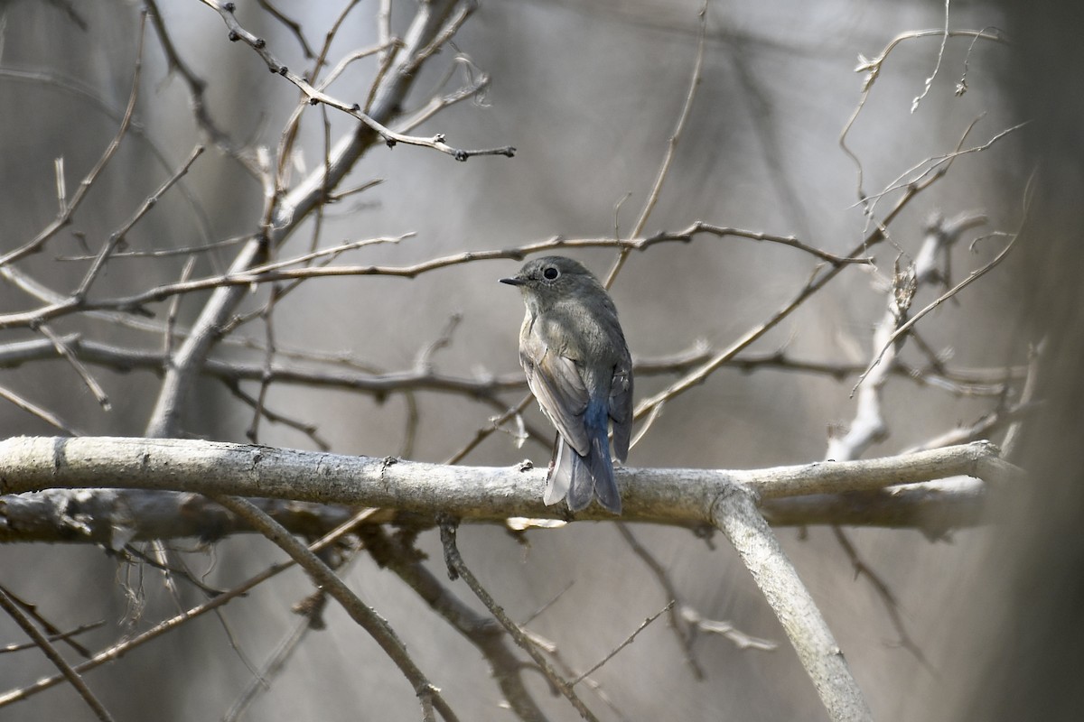 Red-flanked Bluetail - Anonymous