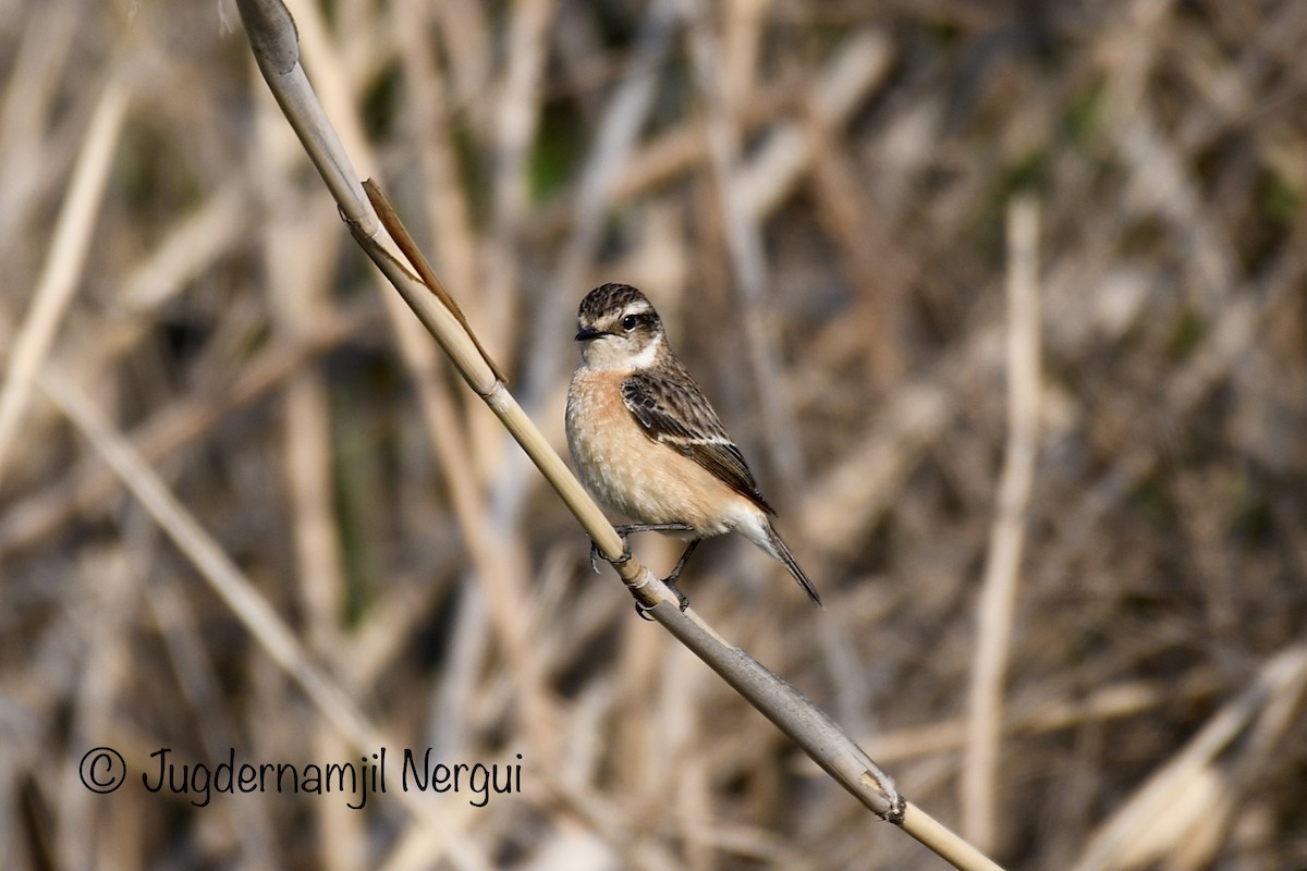 Amur Stonechat - ML327811601