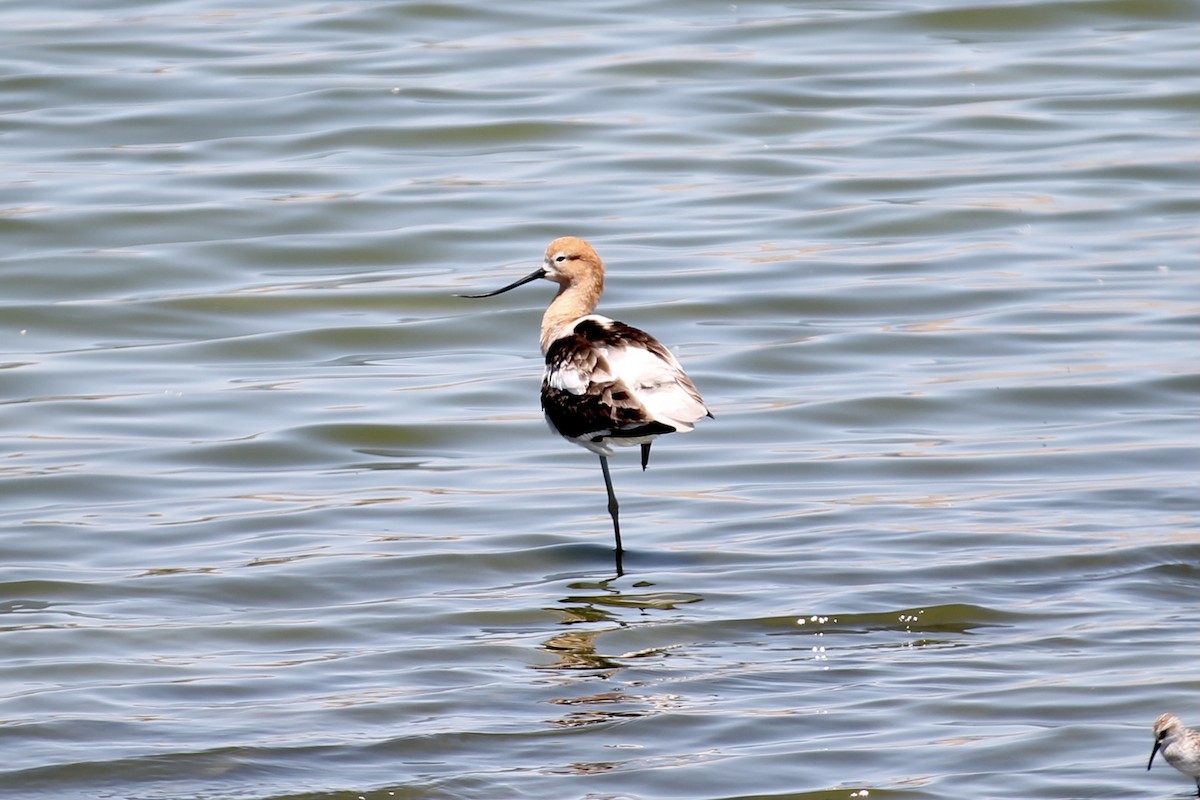 Чоботар американський - ML327811731