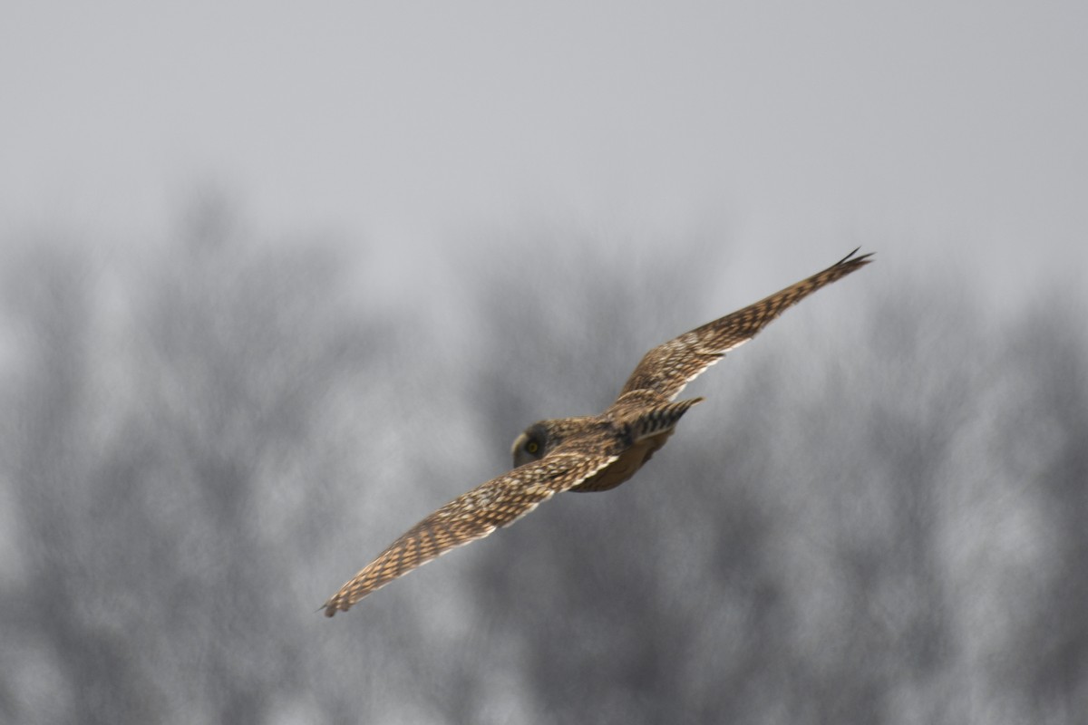 Short-eared Owl - ML327811971
