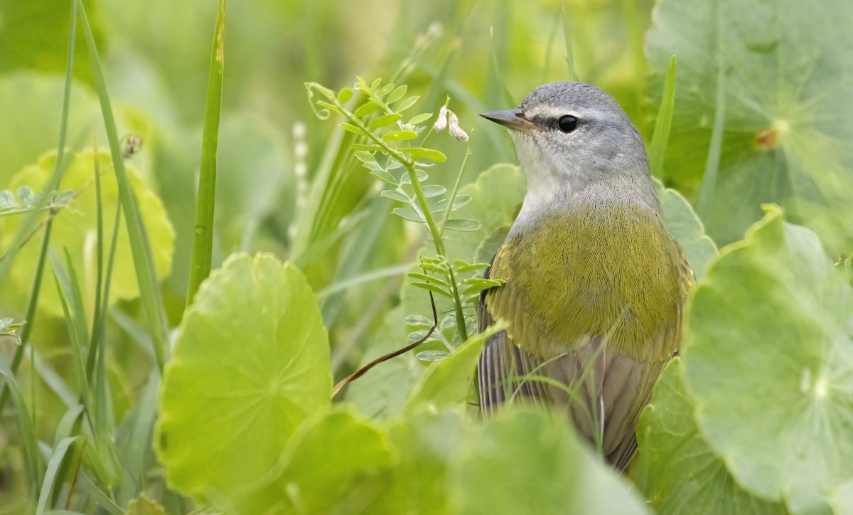 Tennessee Warbler - ML327812221