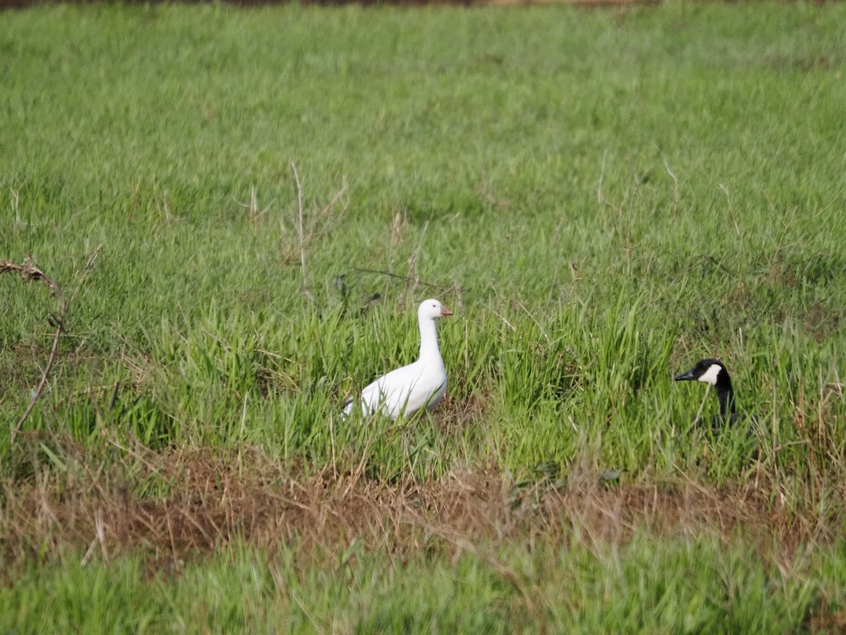 Ross's Goose - ML327812891