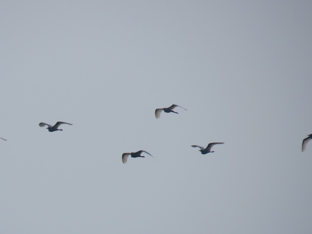 kuhegre - ML327815211