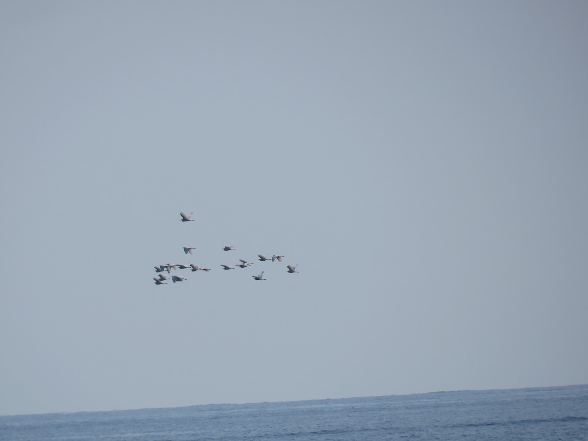 kuhegre - ML327815281