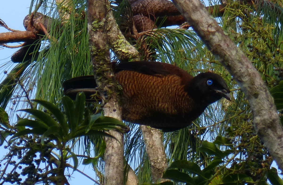 Lawes's Parotia - ML32781731