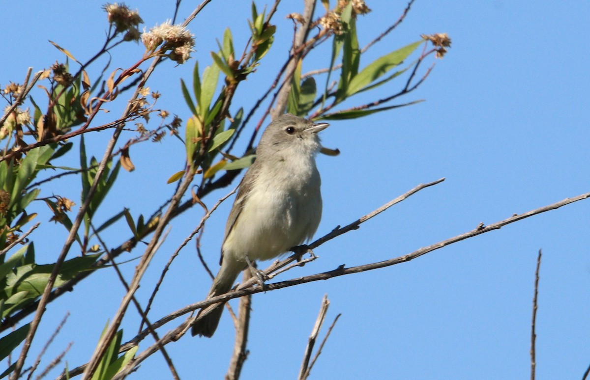 Bell's Vireo - ML327817631