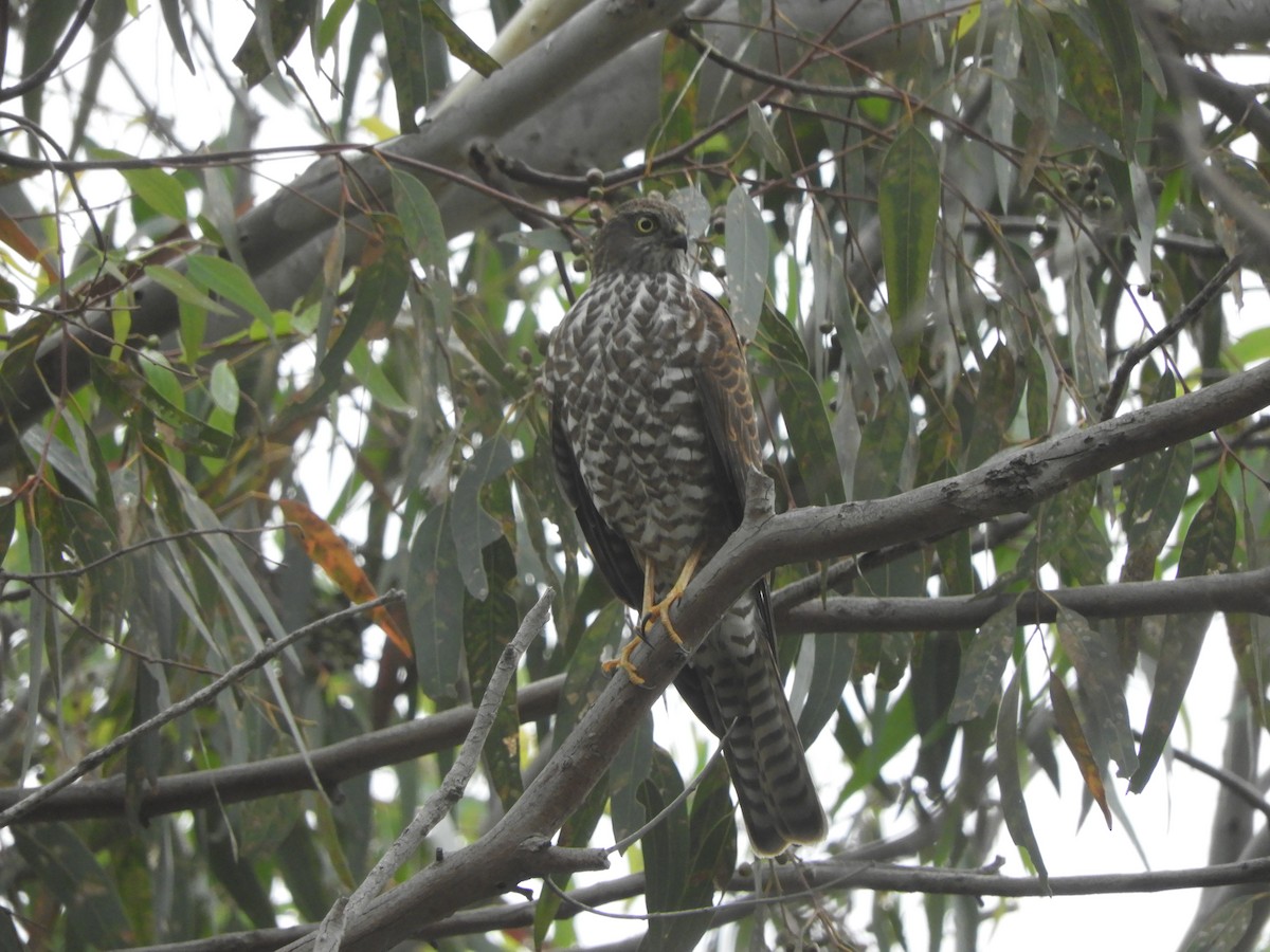 Collared Sparrowhawk - Charles Silveira