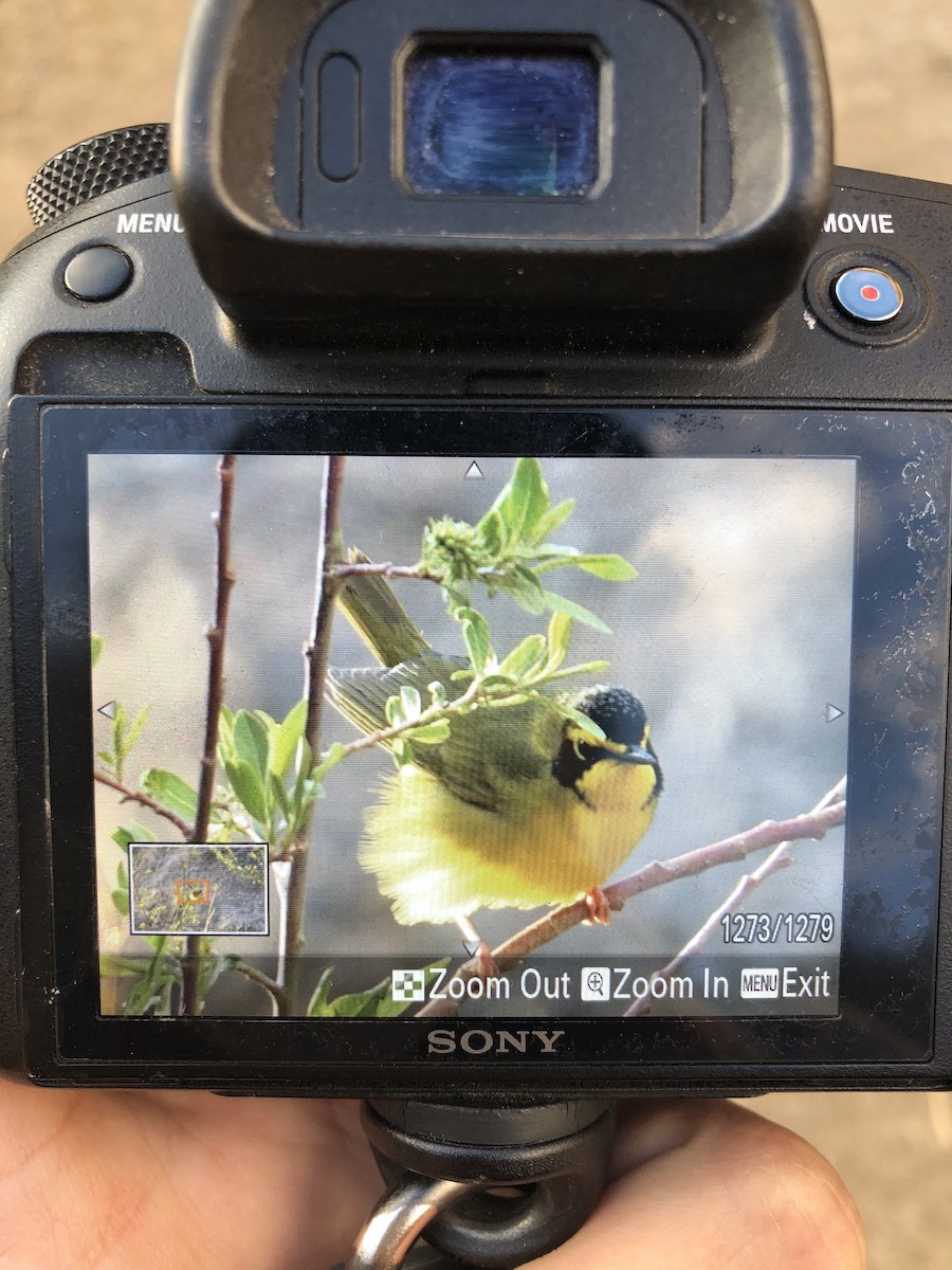 Kentucky Warbler - ML327820001