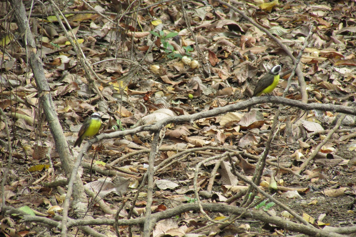 Rusty-margined Flycatcher - ML32782181