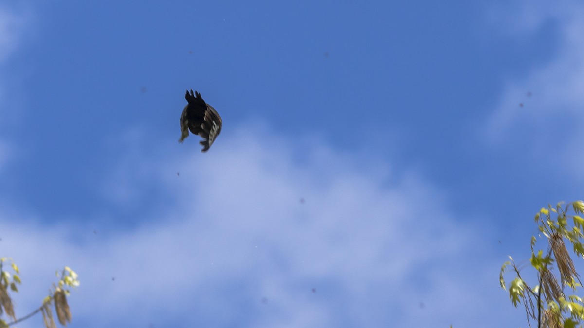 Pileated Woodpecker - ML327822841