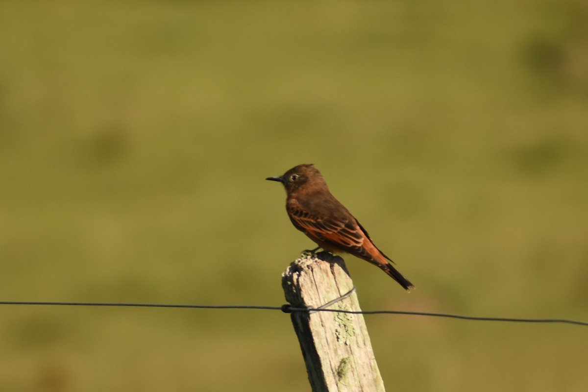 Cliff Flycatcher - ML327825321