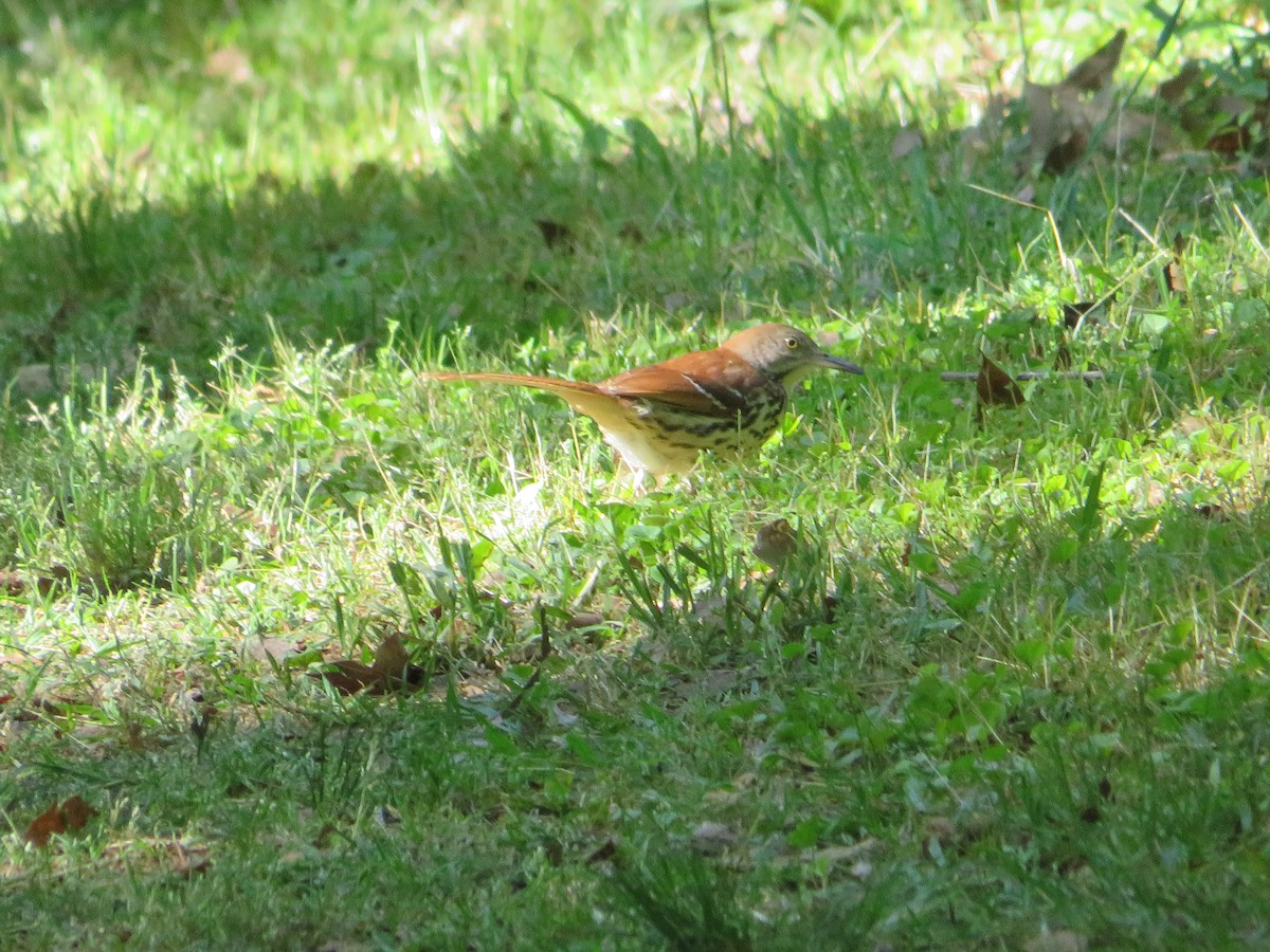 Brown Thrasher - ML327826131