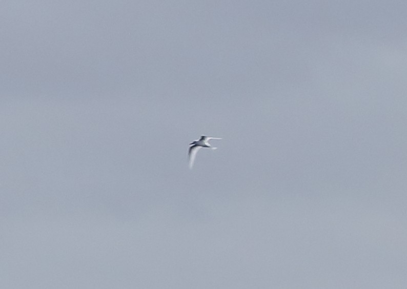 White Tern - ML327826321