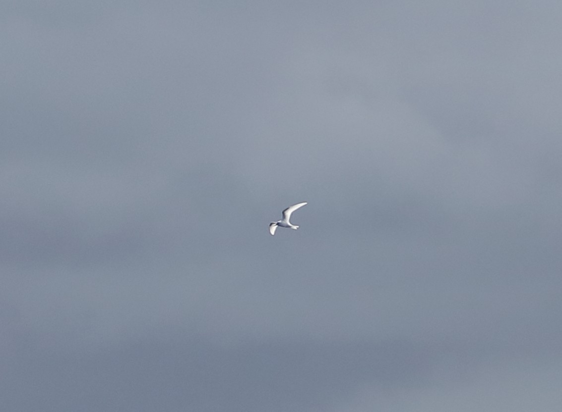 White Tern - ML327826341