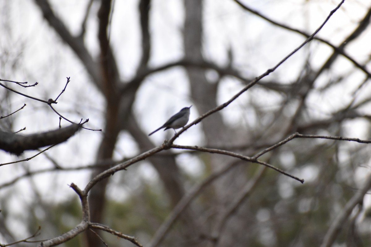 Blue-gray Gnatcatcher - ML327826601