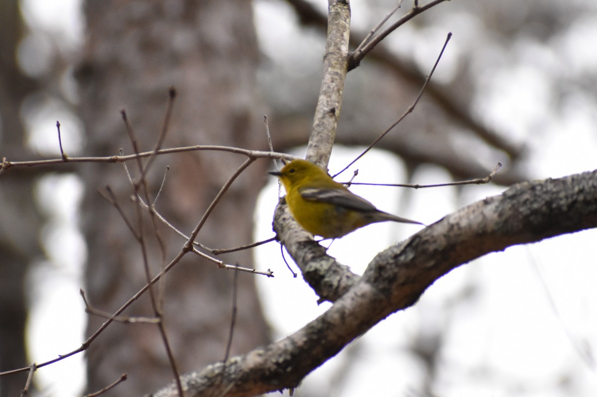 Pine Warbler - ML327826681