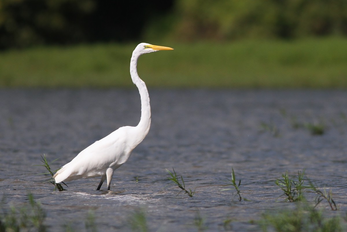 Great Egret - Alex Lamoreaux