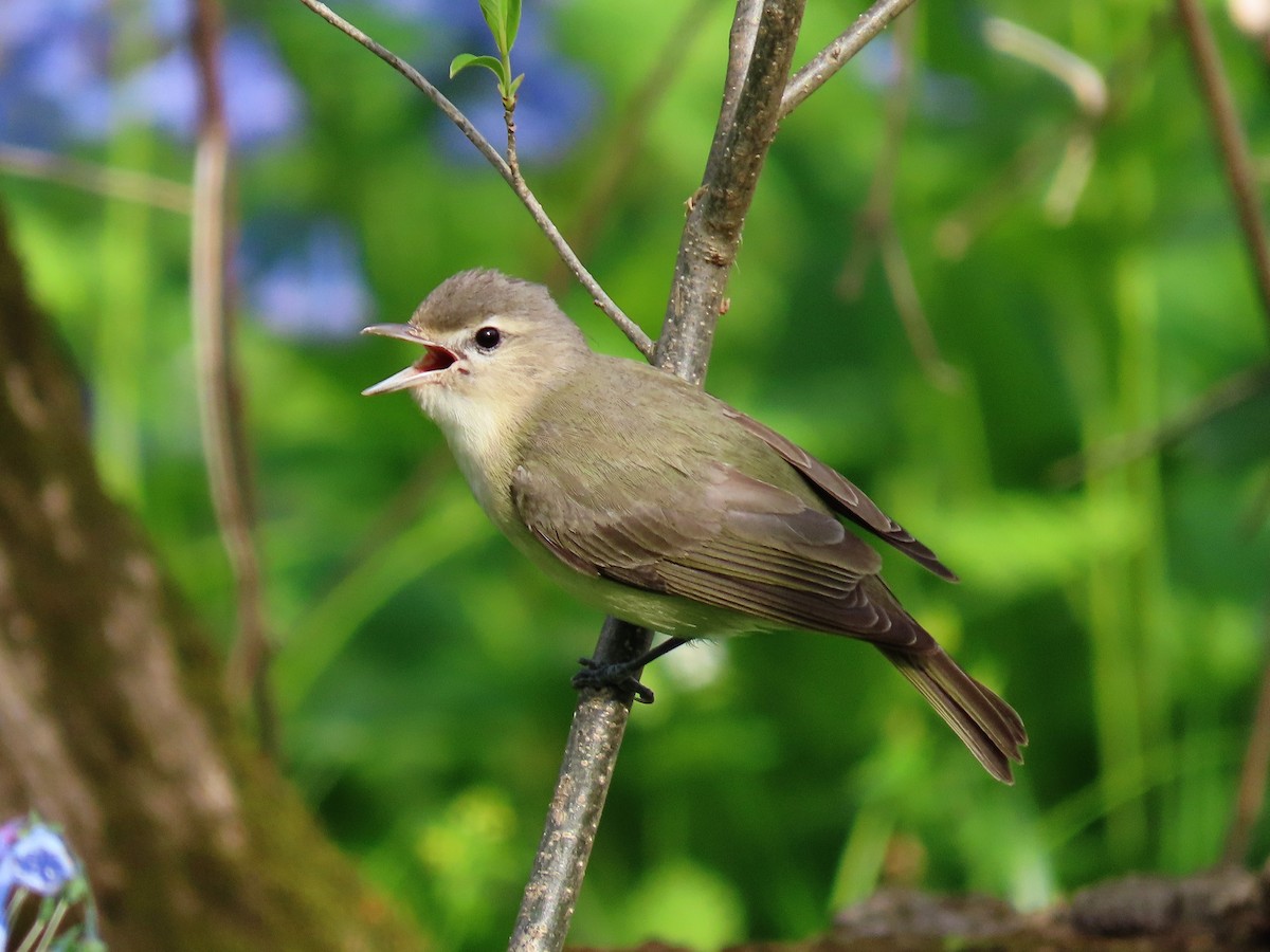 Warbling Vireo - ML327827171