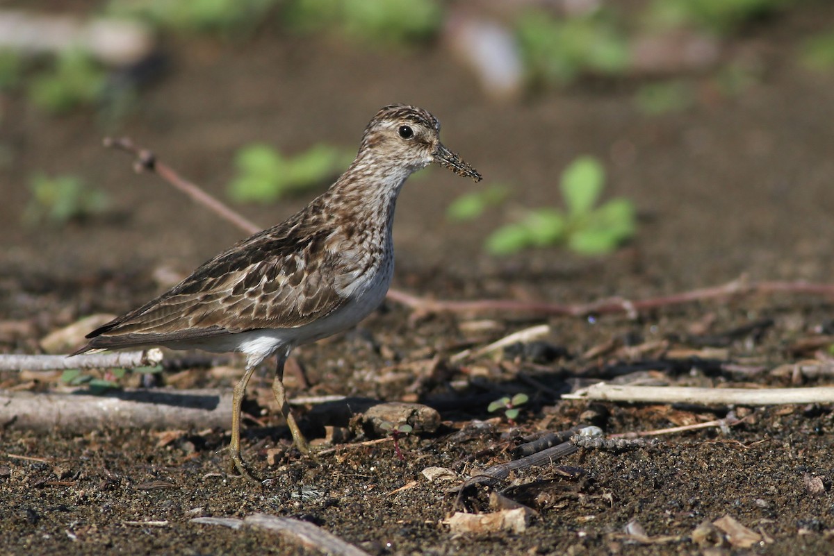 Least Sandpiper - ML32782791