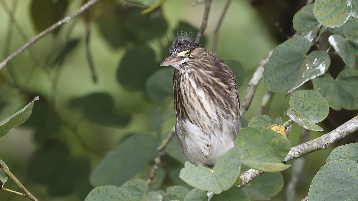 Striated Heron - Germán  Correa Jaramillo