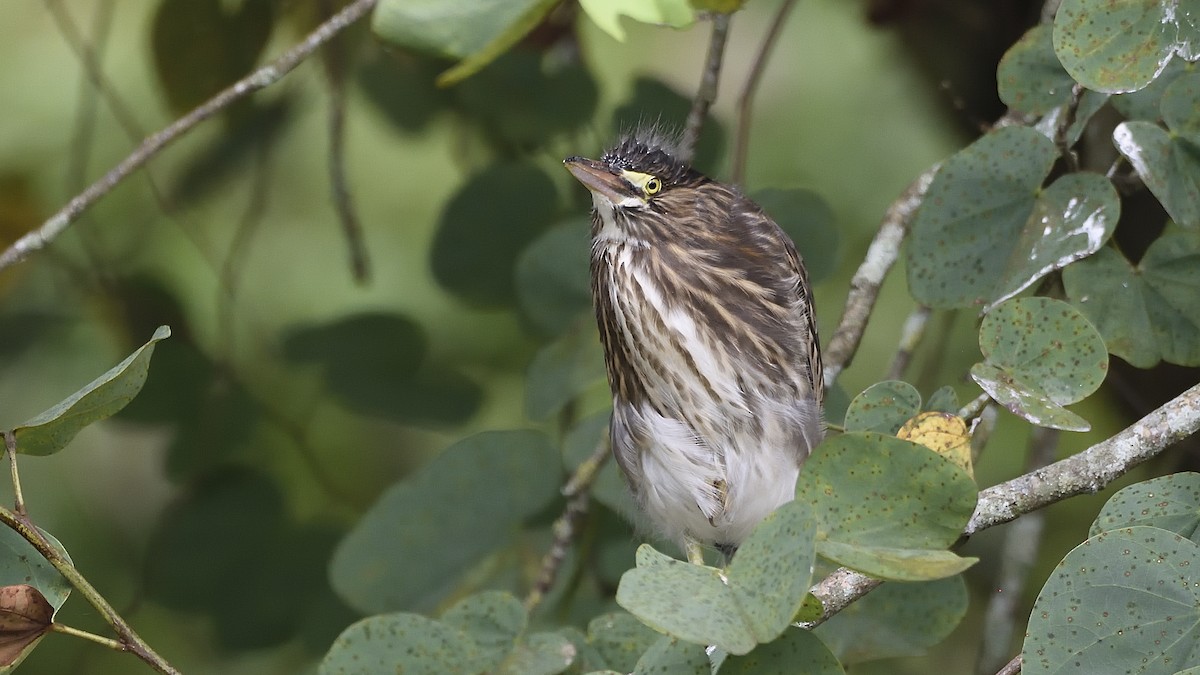 Striated Heron - Germán  Correa Jaramillo