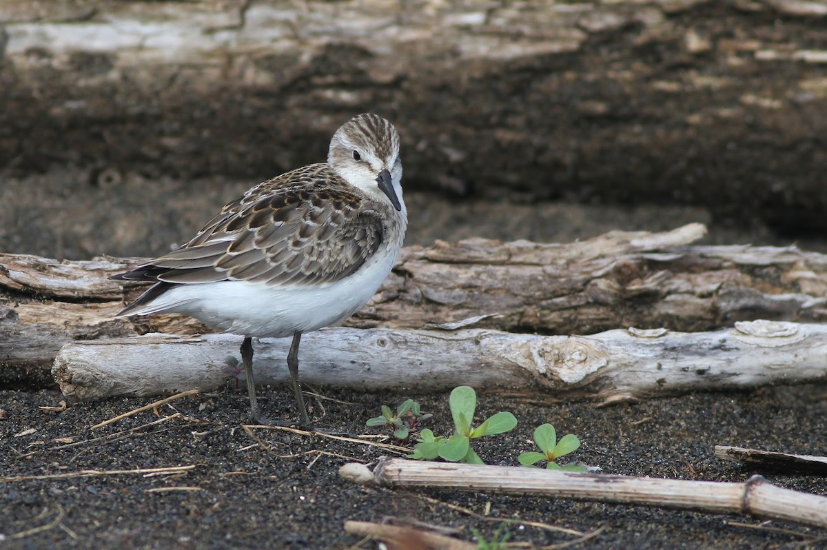 Semipalmated Sandpiper - ML32782821