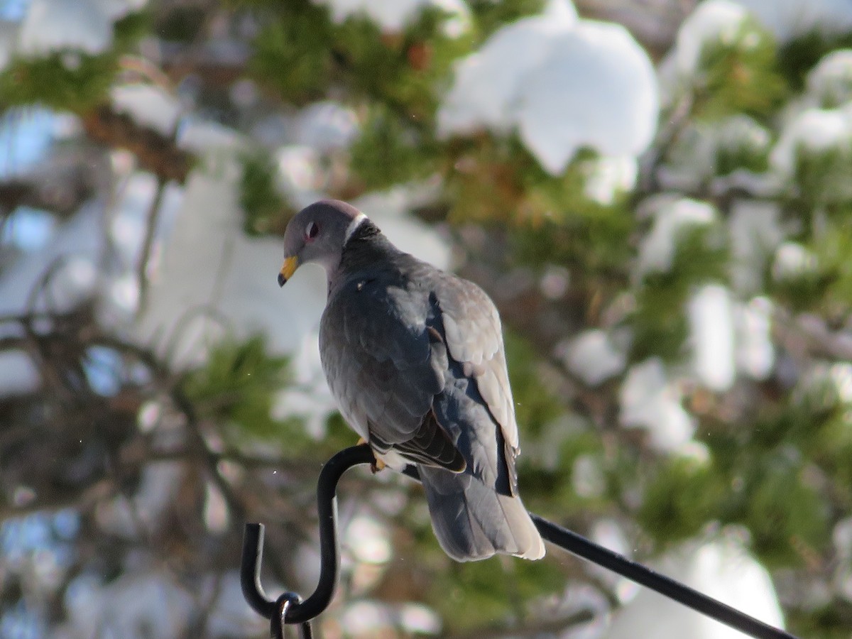 Band-tailed Pigeon - Christine Alexander