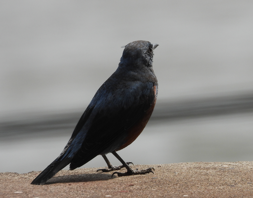 Blue Rock-Thrush - ML327828881