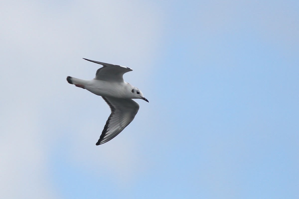 Bonaparte's Gull - Alex Lamoreaux