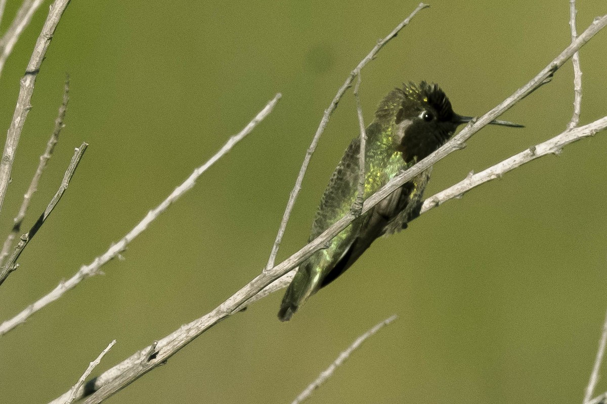 Anna's Hummingbird - James McNamara