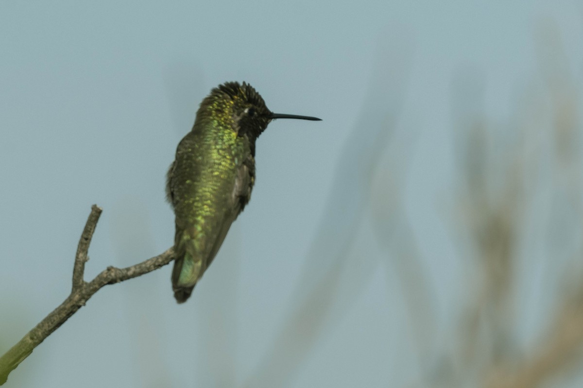 Anna's Hummingbird - James McNamara