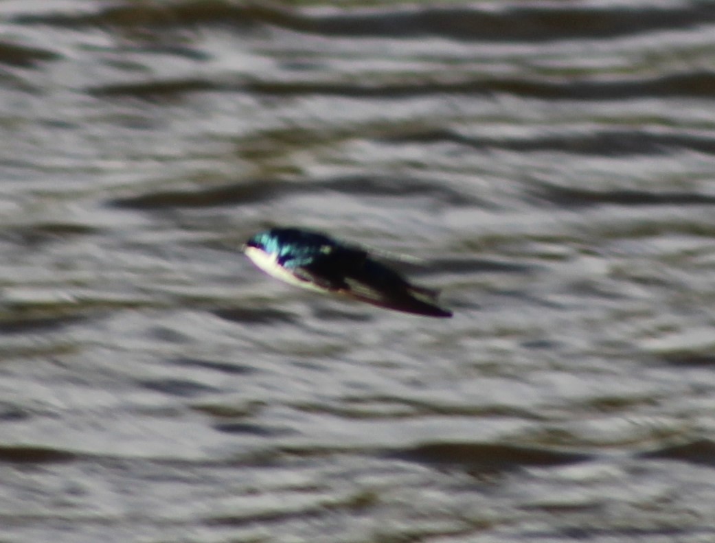 Golondrina Bicolor - ML327829161