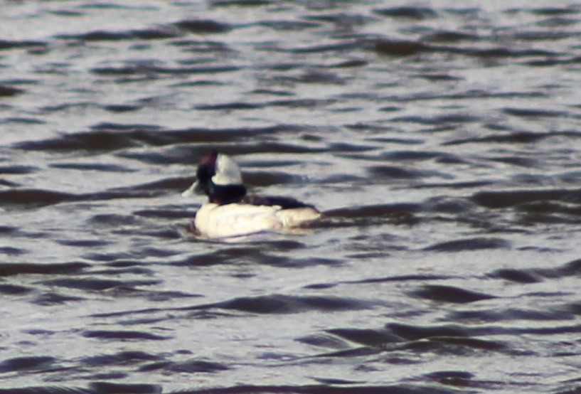 Bufflehead - ML327829281