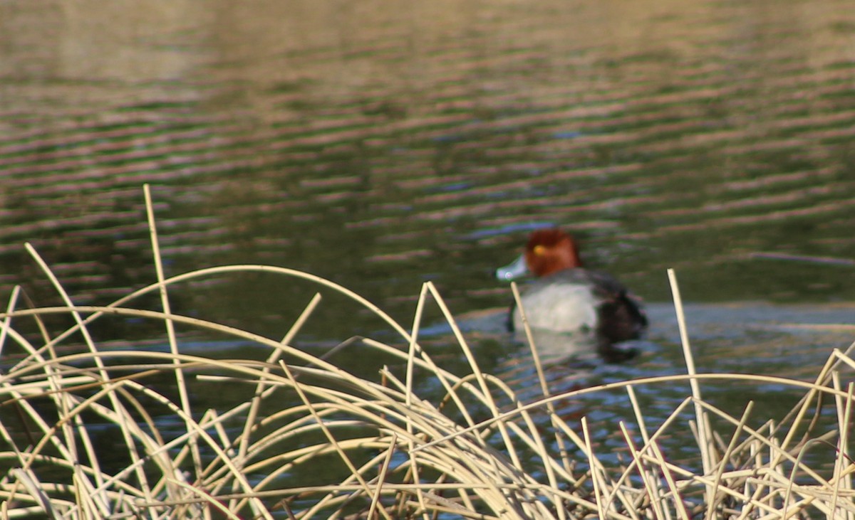 Redhead - Charlie  Bynar