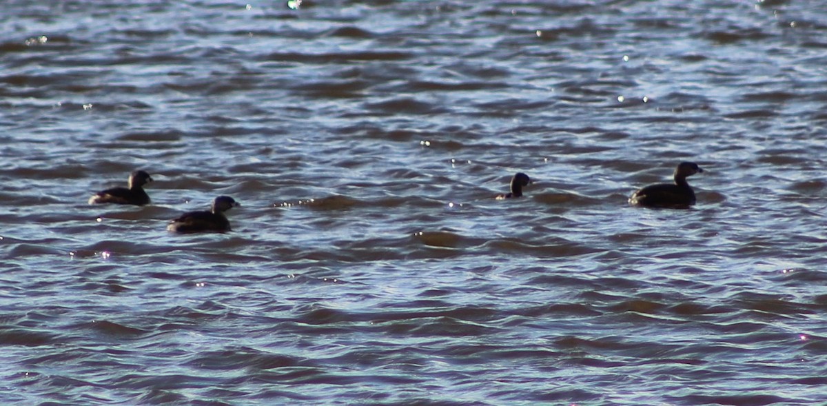 Pied-billed Grebe - ML327829421