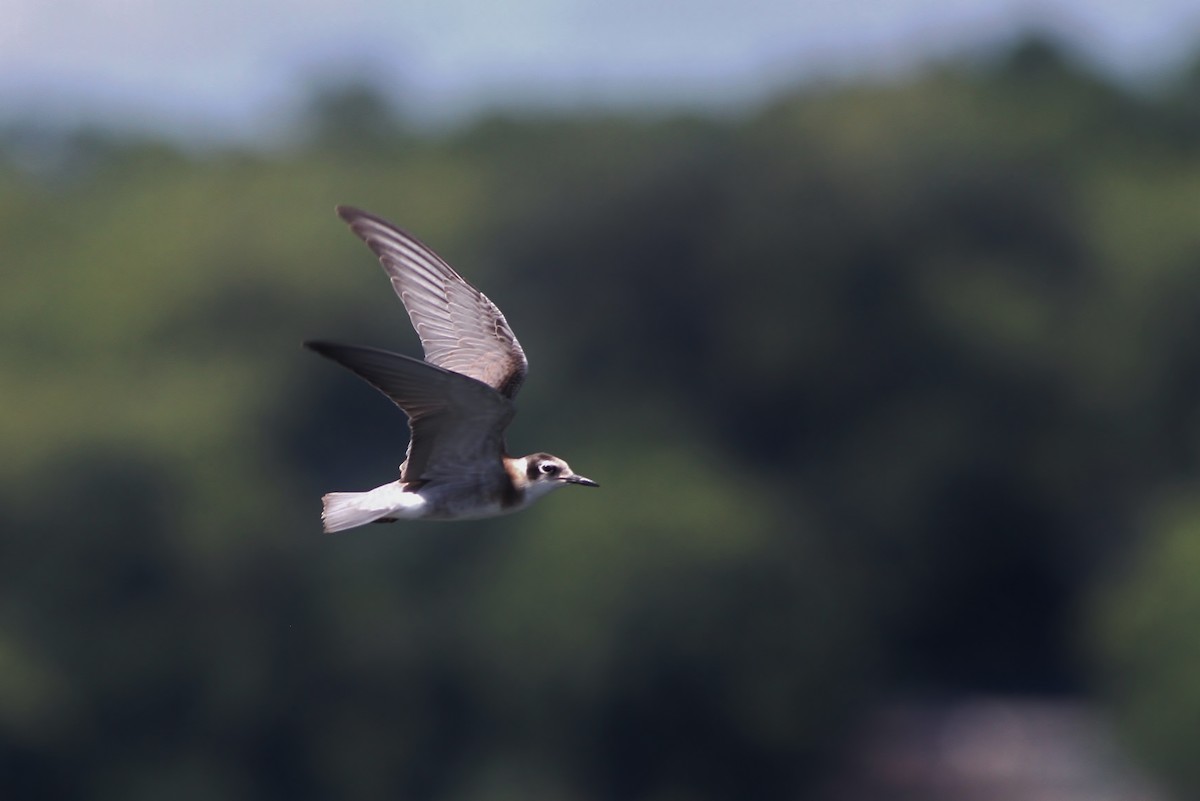 Black Tern - Alex Lamoreaux