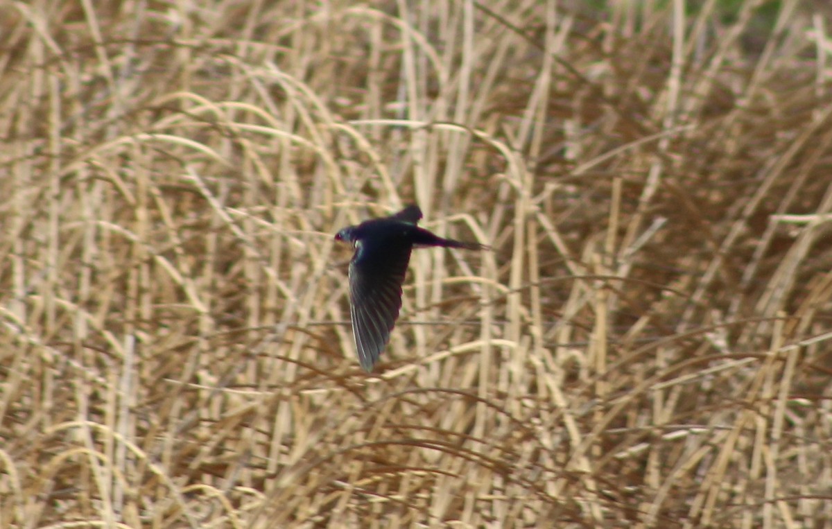 Barn Swallow - Charlie  Bynar