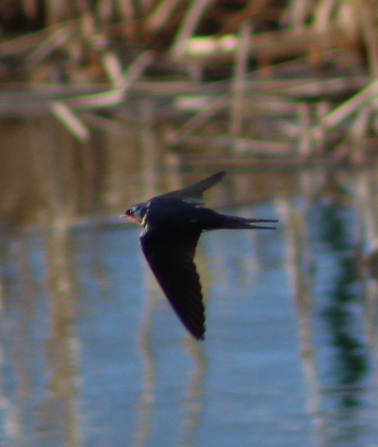 Barn Swallow - Charlie  Bynar