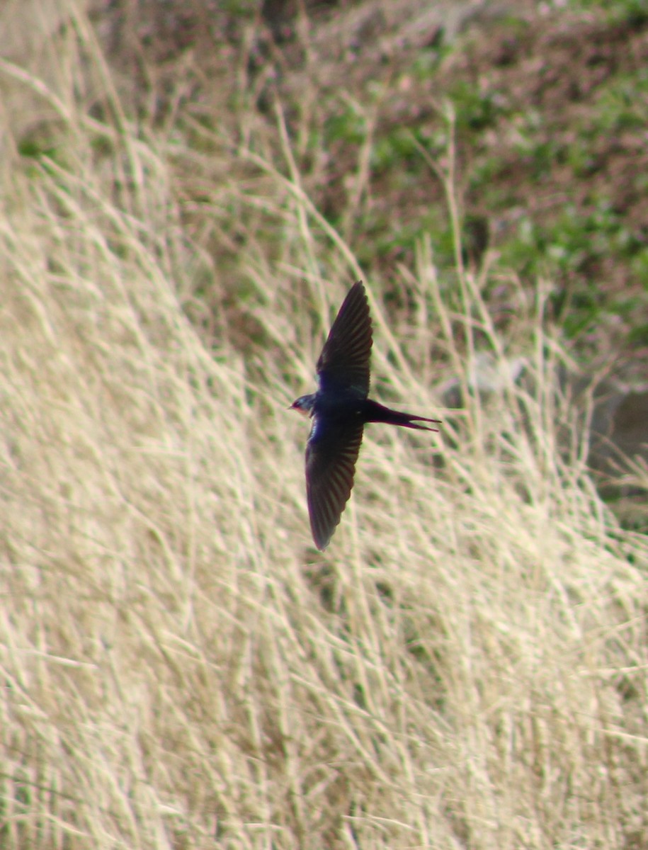 Barn Swallow - Charlie  Bynar