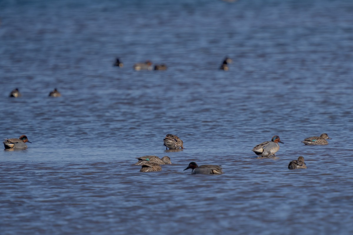 Green-winged Teal - ML327830031