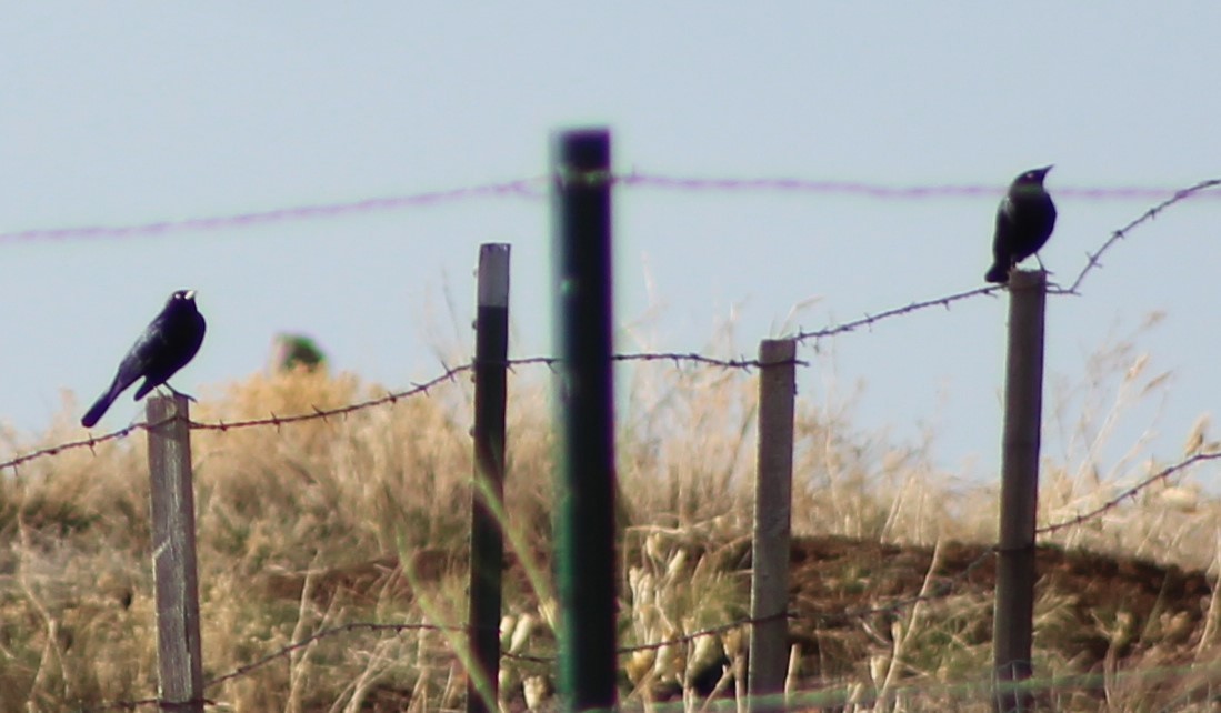 Brewer's Blackbird - ML327830281