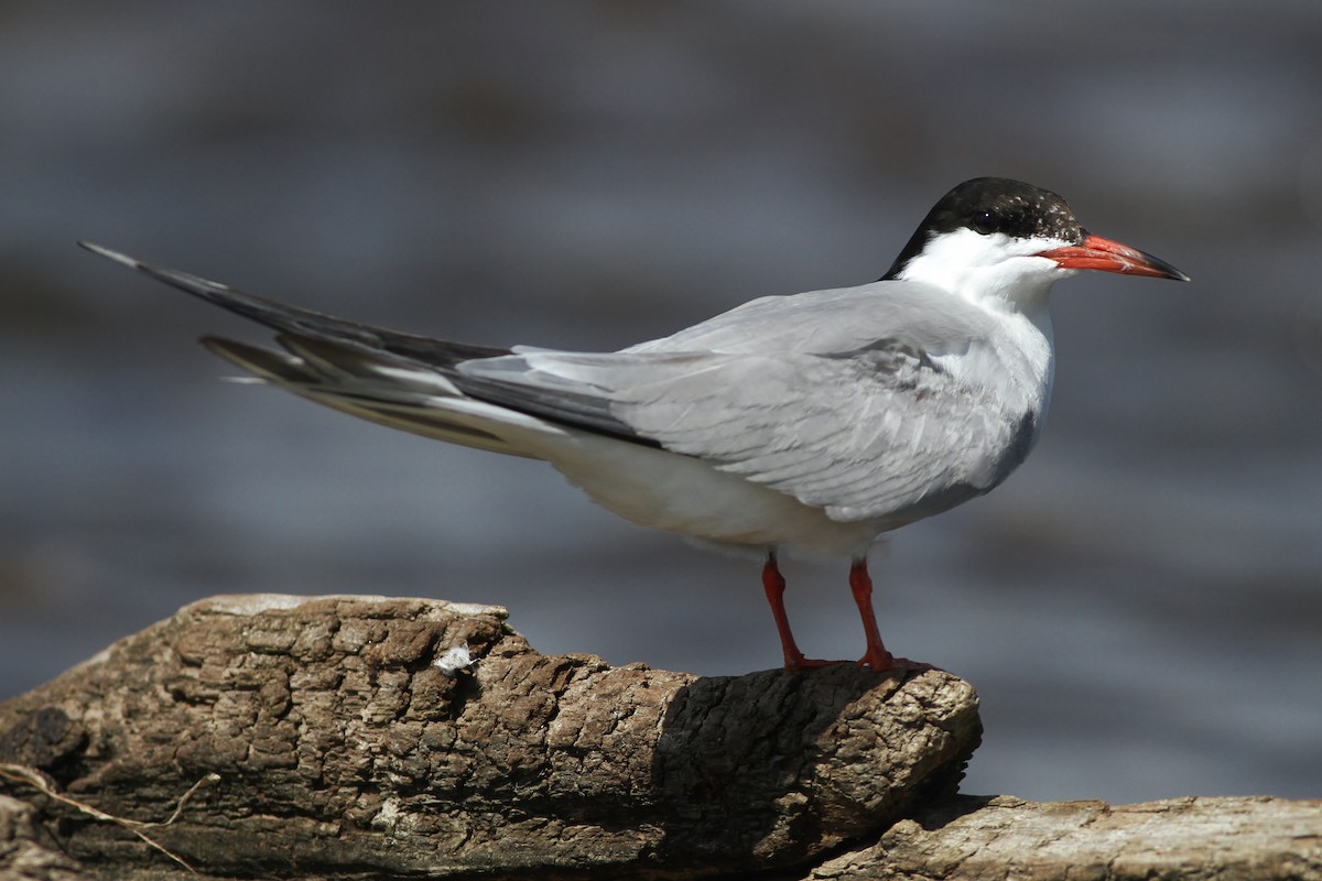 Common Tern - ML32783031