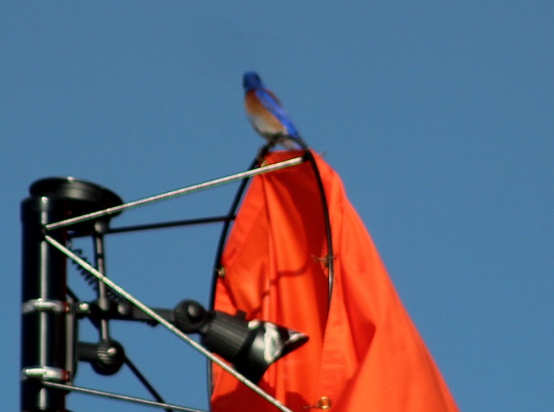 Western Bluebird - Charlie  Bynar